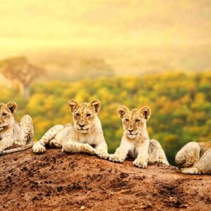 Grand African Safari