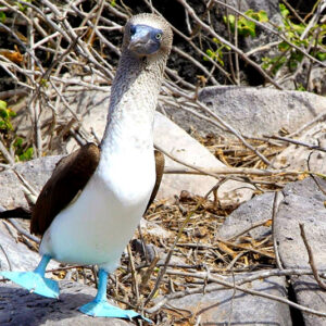 Galápagos Discovery
