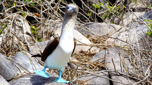 SCY – EC, Galapagos, Cristobal Island Bird